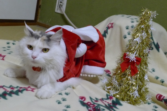 Cat pictures｜メリークリスマス♪