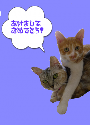 Cat pictures｜明けましておめでとうございます☆
