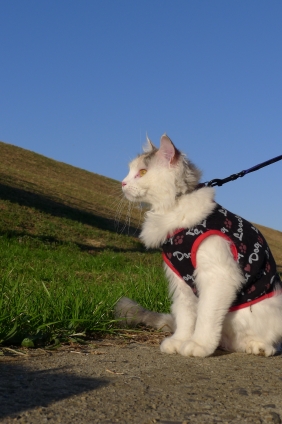 Cat pictures｜堤防へ散歩