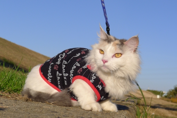Cat pictures｜堤防へ散歩３