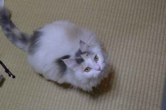 Cat pictures｜見上げる