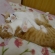 Cat pictures｜とら丸グーグーグー・・
