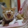Cat pictures｜初笑い