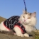 Cat pictures｜堤防へ散歩３