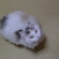 Cat pictures｜見上げる