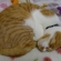 Cat pictures｜ニャンモナイトモドキ
