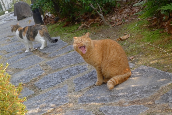 Cat pictures｜トンの叫び