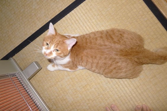 Cat pictures｜アジフライ？