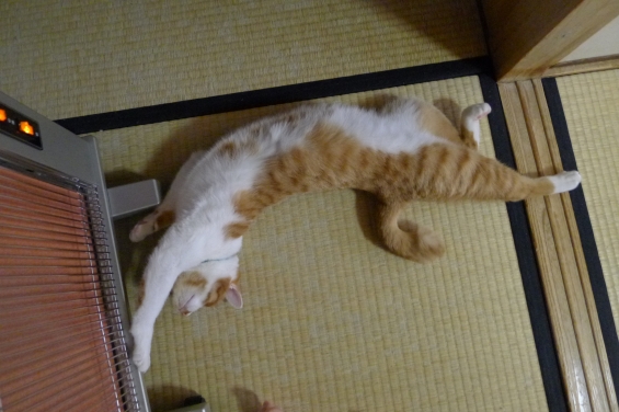 Cat pictures｜のび～～
