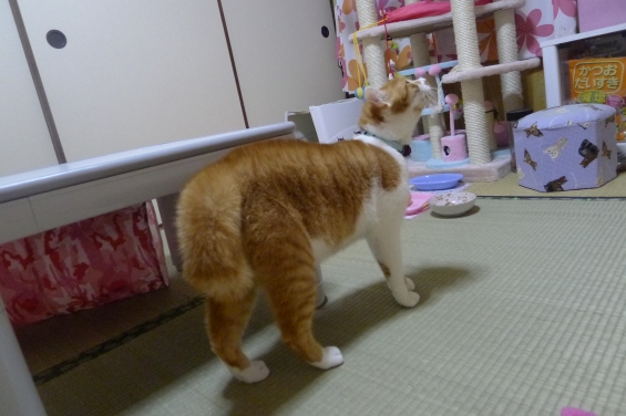 Cat pictures｜ブワッ・・！！