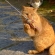 Cat pictures｜わぁい！