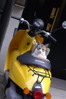 Cat pictures｜バイクの上で。。