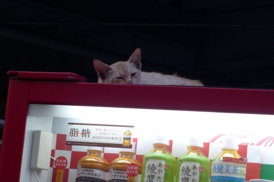 Cat pictures｜自動販売機の上で。。
