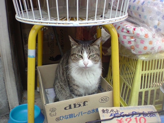 Cat pictures｜売り物ぢゃないニャ！