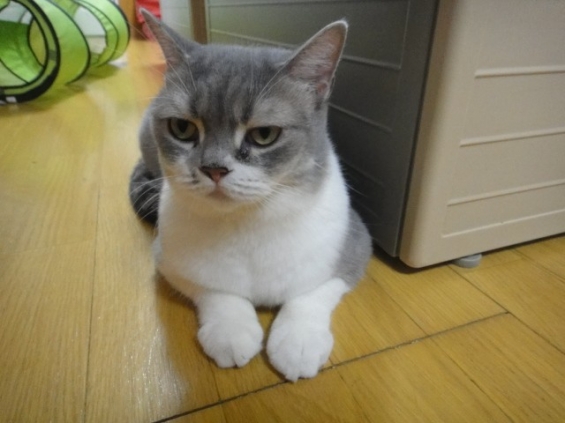 Cat pictures｜和風のスイーツです(笑)