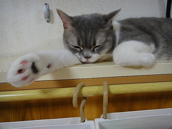 Cat pictures｜お疲れちゃん？