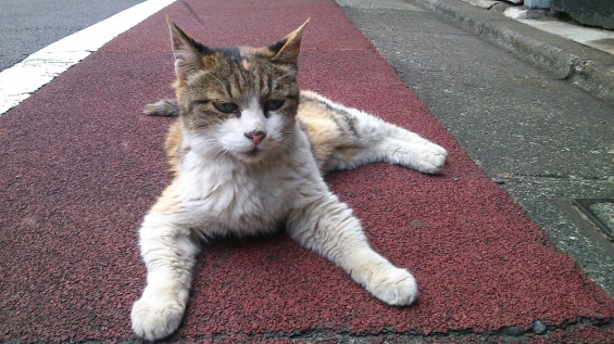 Cat pictures｜三毛猫総選挙(･_･?