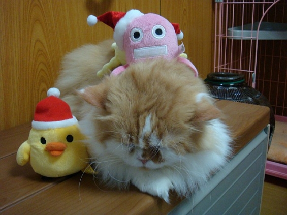 Cat pictures｜メリークリスマグー(-_-)zzz