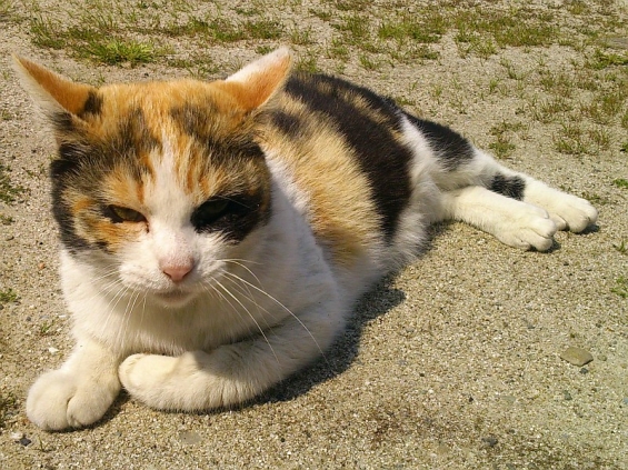 Cat pictures｜また会おうねっ！