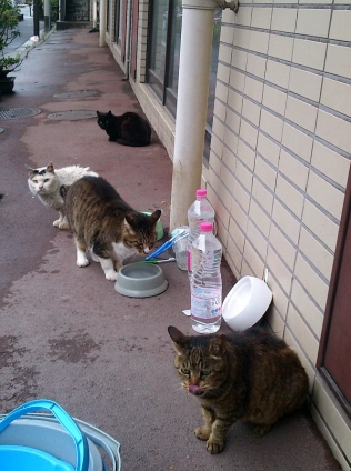 Cat pictures｜雨宿り
