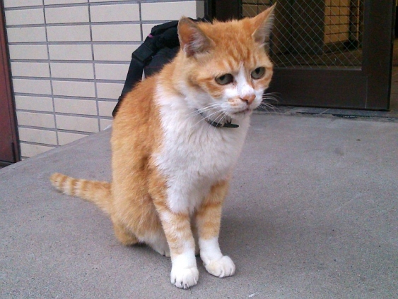 Cat pictures｜朝から暑いニャ