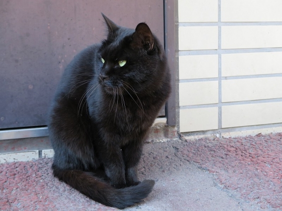 Cat pictures｜kuroちゃん＠黒猫総選挙