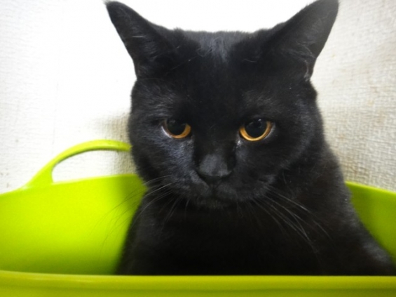 Cat pictures｜とりあえず黒猫総選挙終わりです