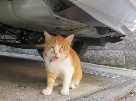 Cat pictures｜車の下のソックス