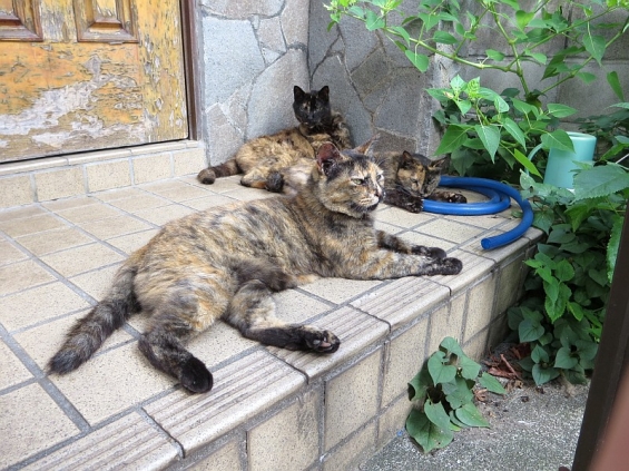 Cat pictures｜ギャング団トリオ
