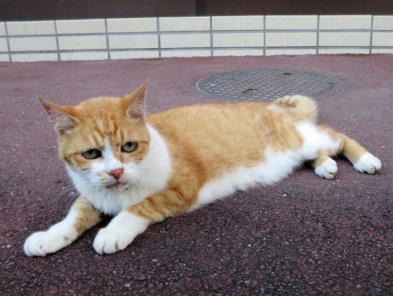 Cat pictures｜お祭り前のチャーちゃん