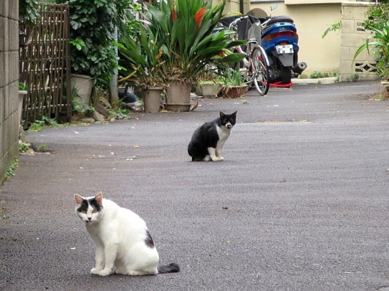 Cat pictures｜西麻布のニャンコさん