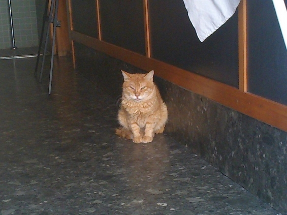 Cat pictures｜開店前のはまちちゃん