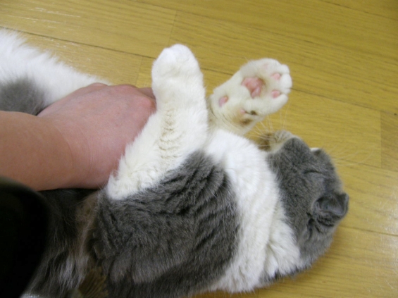 Cat pictures｜脇をしめて手ロックw