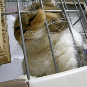Cat pictures｜【CatsCafe.jp】なっちゃん
