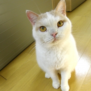 Cat pictures｜【CatsCafe.jp】プリンくん