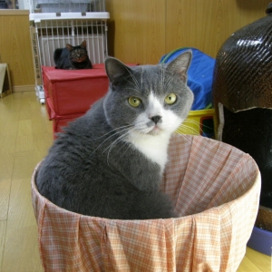Cat pictures｜【CatsCafe.jp】ヴェルくん
