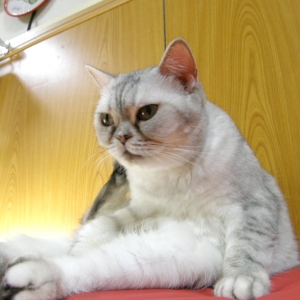 Cat pictures｜【CatsCafe.jp】ブリちゃん