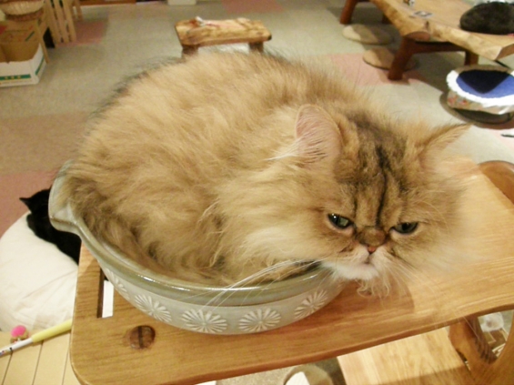 Cat pictures｜憧れの猫鍋
