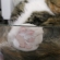 Cat pictures｜圧着肉球
