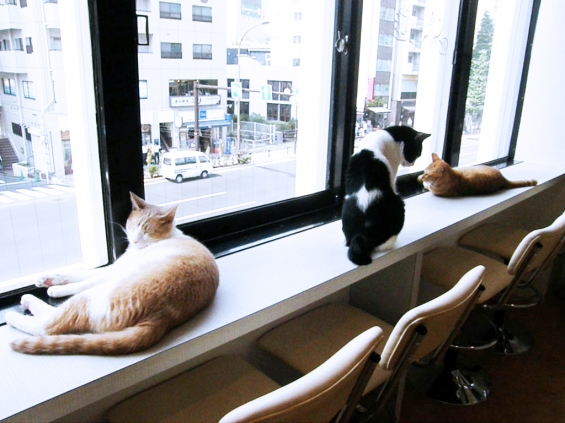 Cat pictures｜窓辺でくつろぐ
