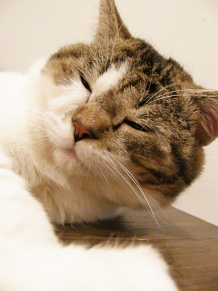 Cat pictures｜眠いんだってば～