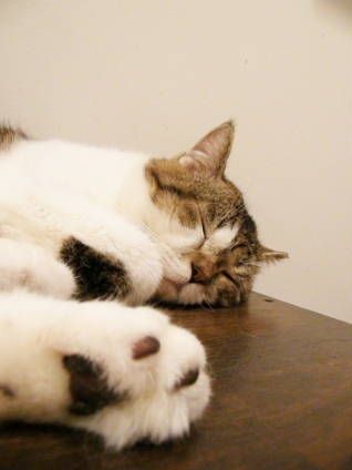 Cat pictures｜寝落ち