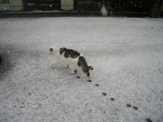 Cat pictures｜雪の日の探検