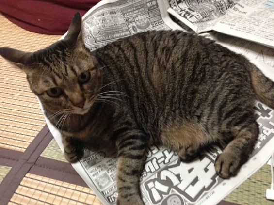 Cat pictures｜新聞よりも私を見て！