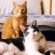 Cat pictures｜昭和の香り漂う風味の記念撮影