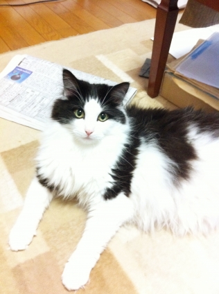 Cat pictures｜我が家の王子様、アイリスさん。