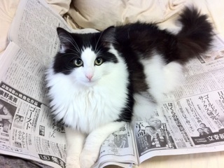 Cat pictures｜新聞読めないんだけど・・