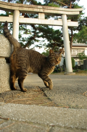 Cat pictures｜神社猫