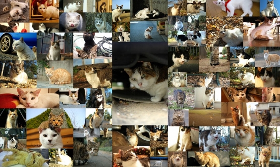 Cat pictures｜2011