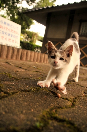 Cat pictures｜のび～っ！